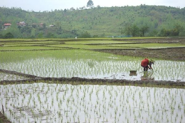 خداحافظی کهگیلویه و بویراحمدی ها با کشت برنج خداحافظی کهگیلویه و بویراحمدی ها با کشت برنج