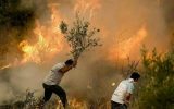 آتش در کمین جنگل های کهگیلویه؛از عامل انسانی تا کمبود تجهیزات مهار آتش