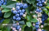 روستایی در کهگیلویه و بویراحمد که بلوبری‌اش شهرت جهانی دارد