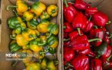 فلفل های صادراتی باشت ایستاده جان دادند؛حمایت از تولید بر روی کاغذ