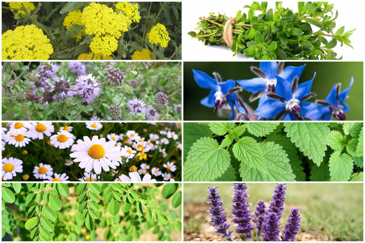 ۴۰۳ گیاه دارویی نیازمند زنجیره ارزش؛موازی کاری علت پراکندگی منابع ۴۰۳ گیاه دارویی نیازمند زنجیره ارزش؛موازی کاری علت پراکندگی منابع