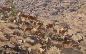 آغاز شمارش حیات وحش در ۵ شهرستان گرمسیری کهگیلویه و بویراحمد