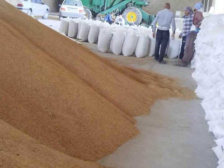 تخصیص ۴۹۰ تن جو یارانهای برای توزیع بین عشایر کهگیلویه و بویراحمد تخصیص ۴۹۰ تن جو یارانهای برای توزیع بین عشایر کهگیلویه و بویراحمد