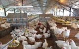 همچنان مرغداران در شرایط بحرانی هستند/دولت هنوز خوراک مرغ‌ها را وارد نکرده است
