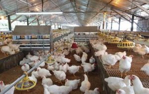 همچنان مرغداران در شرایط بحرانی هستند/دولت هنوز خوراک مرغ‌ها را وارد نکرده است