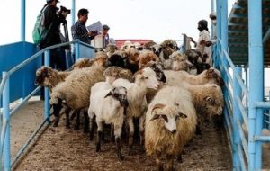 قیمت جدید دام زنده امروز ۱۸ بهمن ۱۴۰۴/ قیمت گوسفند و گوساله چه تغییری کرد؟ + جدول